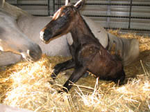 Foal struggling to his feet